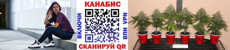 Купить  Сретенск  МАРИХУАНА сатива 